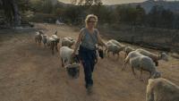 Emmanuelle Bernier marche au milieu de ses brebis dans sa ferme détruite par l'incendie, à Fontjoncouse le 9 août