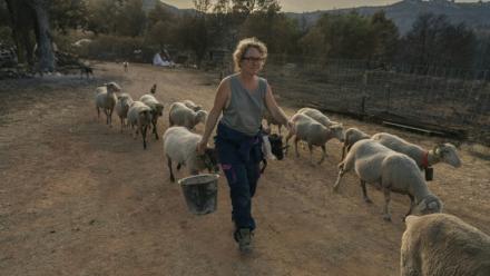 Emmanuelle Bernier marche au milieu de ses brebis dans sa ferme détruite par l'incendie, à Fontjoncouse le 9 août