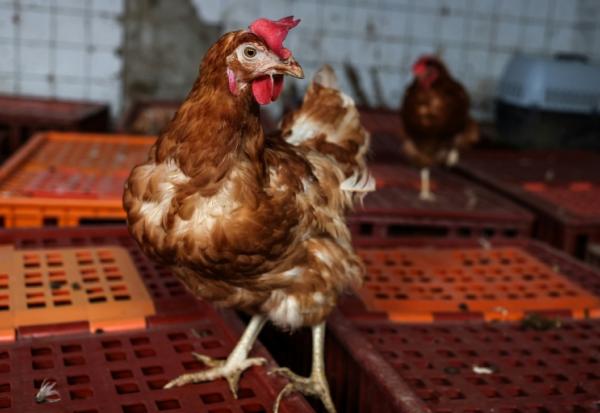 L’interprofession des oeufs s’est fixé comme objectif de passer à 90% de poules hors cages d’ici 2030, contre 78% aujourd’hui en France