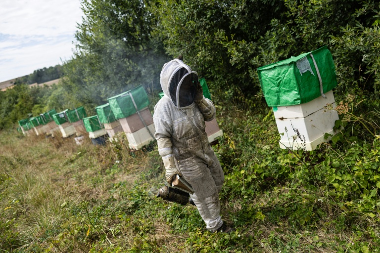 Un apiculteur inspecte des ruches à Bouleuse, dans la Marne, le 6 août 2026