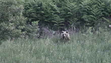 Une ourse brune sauvage (Ursus arctos) et son ourson dans une forêt près de Grevena, dans le nord-ouest de la Grèce, le 21 juin 2026