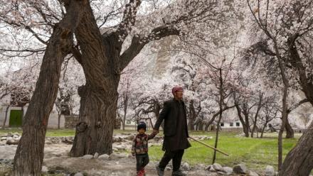 Un homme et un enfant se promènent sous des abricotiers en fleur à Ghanche, dans la région du Gigit-Baltistan, le 30 mars 2026 au Pakistan
