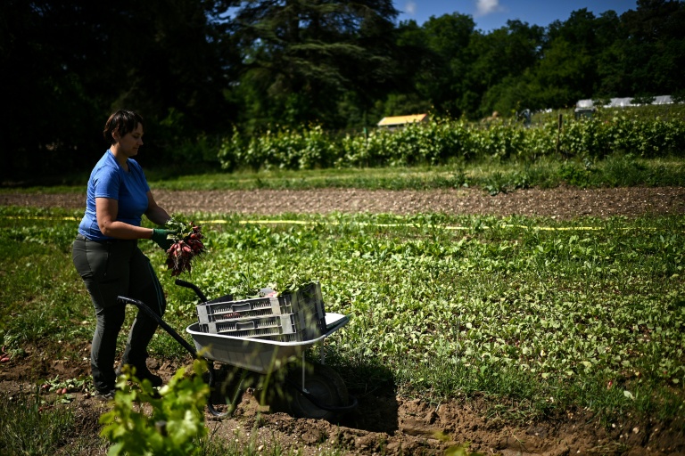Un ouvrier agricole récolte des radis à côté de rangées de vignes au château Le Parvis de Dom Tapiau, à Camblanes-et-Meynac, en périphérie de Bordeaux, le 7 mai 2026