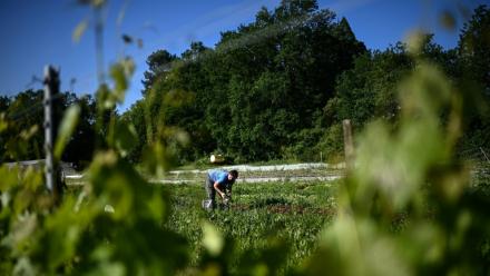 Un ouvrier agricole récolte des salades au domaine viticole Château Le Parvis de Dom Tapiau, à Camblanes-et-Meynac, le 7 mai 2026