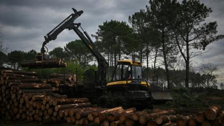 Un ouvrier utilise un engin de chantier pour empiler des troncs de pins coupés lors d'une opération contre le nématode du pin, près de Seignosse, le 13 janvier 2026 dans les Landes