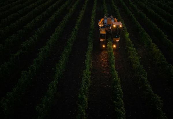 Une machine vendange des rangs de souvignier gris pour la cave coopérative Tutiac dans les vignobles de Civrac-de-Blaye, dans la région de Bordeaux, le 3 septembre 2025