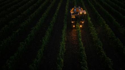 Une machine vendange des rangs de souvignier gris pour la cave coopérative Tutiac dans les vignobles de Civrac-de-Blaye, dans la région de Bordeaux, le 3 septembre 2025