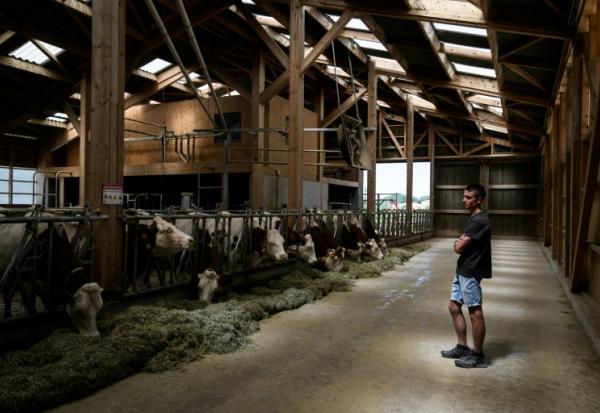 L'éleveur français Pierre-Jean Duchêne, dont les vaches viennent d'être vaccinées contre la dermatose nodulaire,  dans son hangar à Entrelacs, en Savoie, le 11 juillet 2025