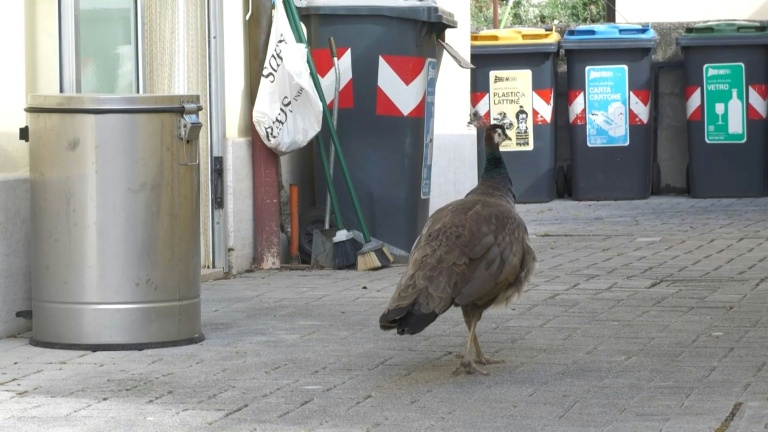 Capture d'écran d'une vidéo AFP du 12 mai 2026 d'un paon sauvage dans les rues de Punta Marina, en Italie