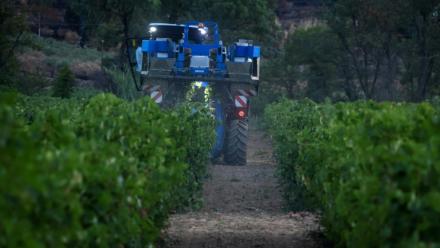 Vendanges dans les vignes de la coopérative viticole de Correns, dans le Var , le 17 août 2026