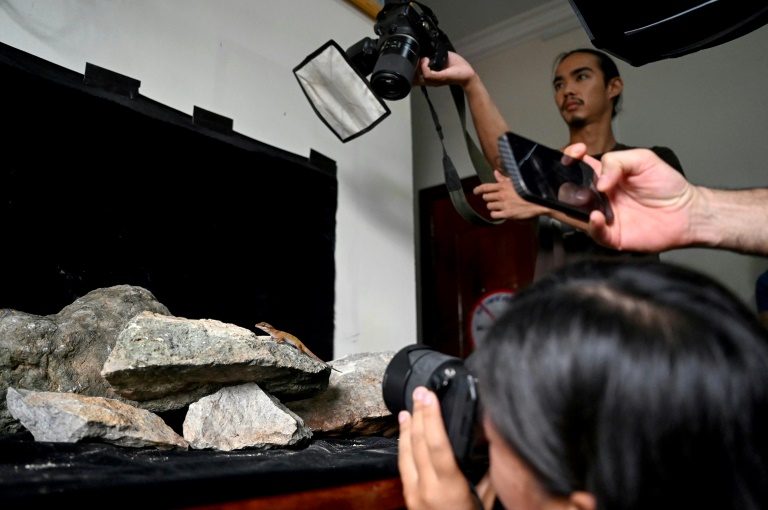 Des zoologues prennent des photos d'un gecko dans une chambre d'hôtel de Phnom Proek, dans la province de Battambang, au Cambodge, le 22 juillet 2025