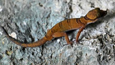 Un gecko photographié le 22 juillet 2025 dans une chambre d'hôtel de Phnom Proek, dans la province de Battambang, au Cambodge 