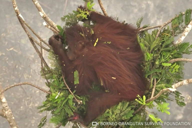 La femelle orang-outan Novita à Bornéo en Indonésie est filmée par l'ONG indonésienne de défense de ces animaux, le 26 septembre 2026