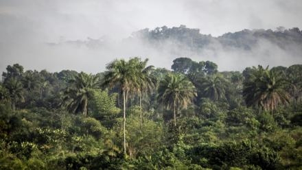 Des collines couvertes de forêt près de Bopolu, au Liberia, le 15 novembre 2021