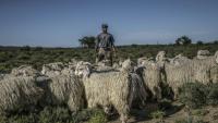 Des chèvres mohair et leur berger dans un pâturage dans les environs de la ferme Wheatlands, à Graaf-Reinet, en Afrique du Sud le 4 mars 2026.