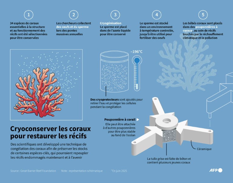 Cryoconserver les coraux pour restaurer les récifs