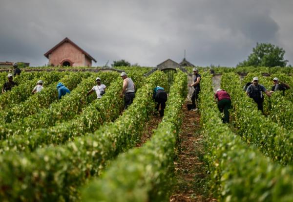 Des vendangeurs travaillent dans les vignes du Château de Meursault, le 26 août 2025 à Meursault, en Côte d'Or