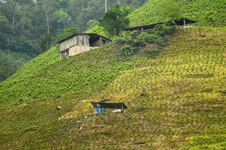 Vue d'une plantation de feuilles de coca près d'El Playon, département du Cauca, en Colombie, le 12 février 2026