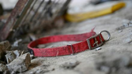 Une collier de chien sur le sol dans un abattoir canin abandonné à Pyeongtaek, en Corée du Sud, le 11 juin 2026
