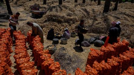 Des agriculteurs ramassent les pommes de terre récoltées dans un champ du village de Maraziq, au sud de Gizeh, le 4 mai 2026 en Egypte