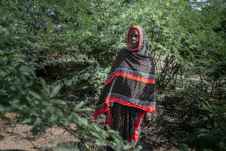 L'éleveuse Khadija Humed dans une zone complètement envahie par le prosopis, un arbuste épineux originaire d'Amérique latine, le 17 octobre 2025 à Amibara, dans la région de l'Afar, en Ethiopie