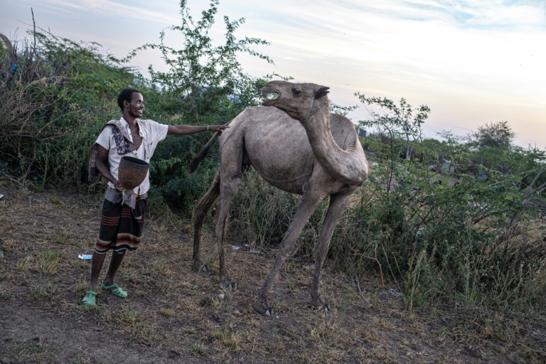 Un berger et l'un de ses chameaux dans le woreda d'Amibara, le 16 octobre 2025 dans la région de l'Afar, en Ethiopie