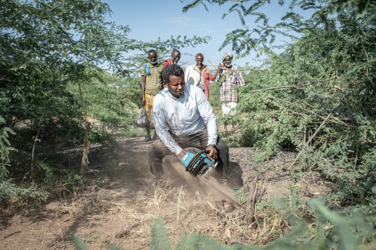 Un membre d'une ONG coupe à la tronçonneuse des racines de prosopis lors d'une opération d'élimination dans le woreda d'Amibara, le 17 octobre 2025 dans la région de l'Afar, en Ethiopie