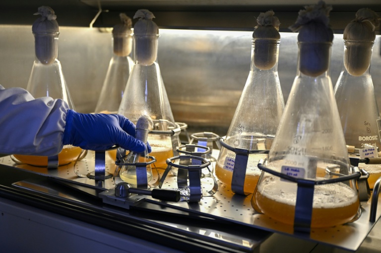 Un chercheur travaille dans le laboratoire de vaccins de la société pharmaceutique Panacea Biotec, le 29 janvier 2026 à New Delhi, en Inde