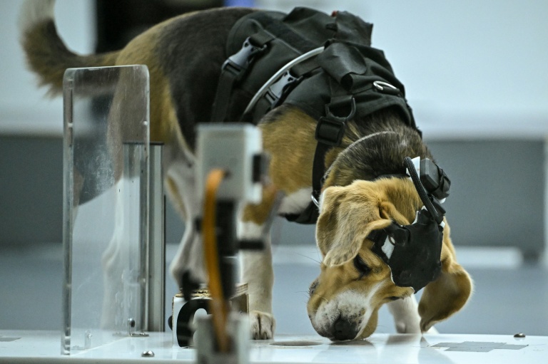 Un chien beagle, équipé d'un casque et de capteurs, renifle un échantillon lors d'un test de détection au laboratoire du centre Dognosis, le 28 juillet 2026 à Kempohalli, en périphérie de Bangalore, en Inde