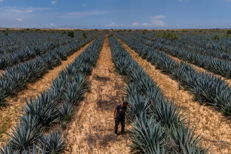 L'agriculteur israélien Eran Braverman inspecte un champ d'agave à la périphérie d'Urim, dans le nord du désert du Néguev, près de la frontière israélienne avec Gaza, le 4 mai 2025