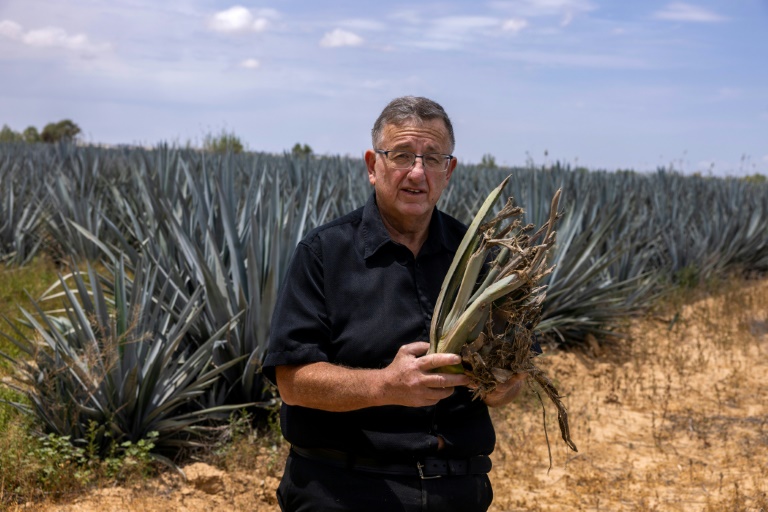 L'homme d'affaires israélien Aviel Leitner tient une plante d'agave dans un champ à la périphérie d'Urim, dans le nord du désert du Néguev, près de la frontière israélienne avec Gaza, le 4 mai 2025