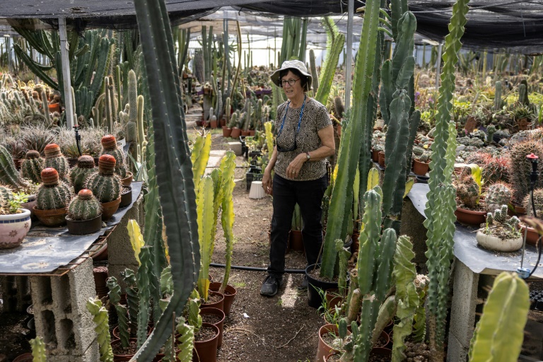 Sheila Gerber, gérante d'un jardin botanique et d'une plantation de cactus, inspecte ses plantes dans le village de Talmei Yossef, le 21 mai 2025 dans le sud d'Israël