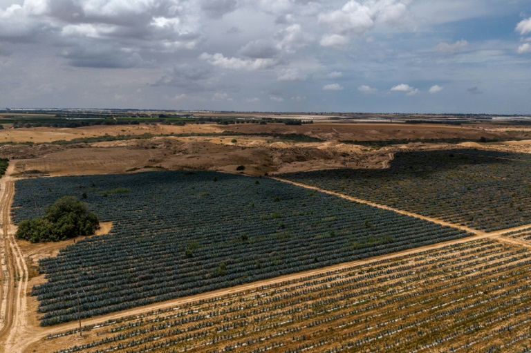 Vue aérienne d'un champ d'agave à la périphérie d'Urim, dans le nord du désert du Néguev, près de la frontière israélienne avec Gaza, le 4 mai 2025