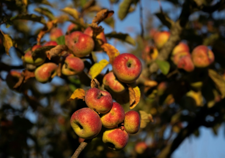 Des pommiers dans le verger de la fondation Archeologia Arboreas, à San Lorenzo di Lerchi, un hameau de Città di Castello, en Italie, le 7 novembre 2025