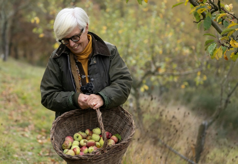 L'agronome italienne Isabella Dalla Ragione cueille des pommes dans les vergers de sa fondation Archeologia Arboreas, à San Lorenzo di Lerchi, un hameau de Città di Castello, en Italie, le 7 novembre 2025