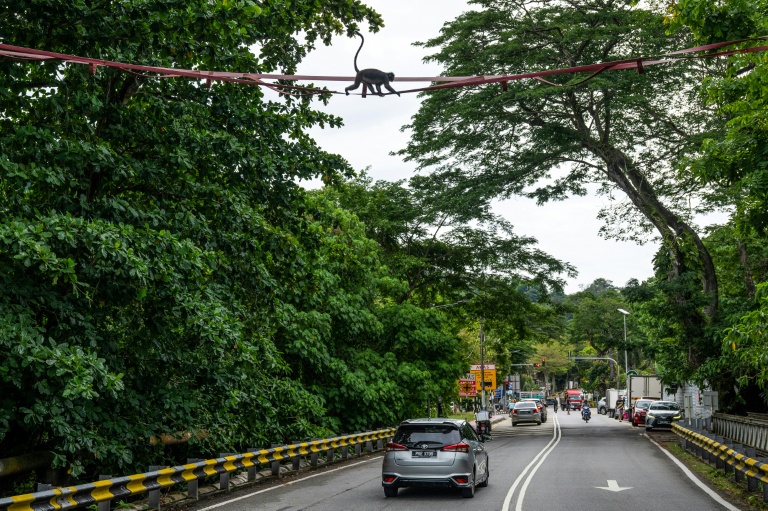 Un singe langur à lunettes traverse une passerelle au-dessus de la route Lembah Permai, dans le quartier de Tanjung Bungah, à George Town, sur l'île de Penang, le 9 avril 2026 en Malaisie