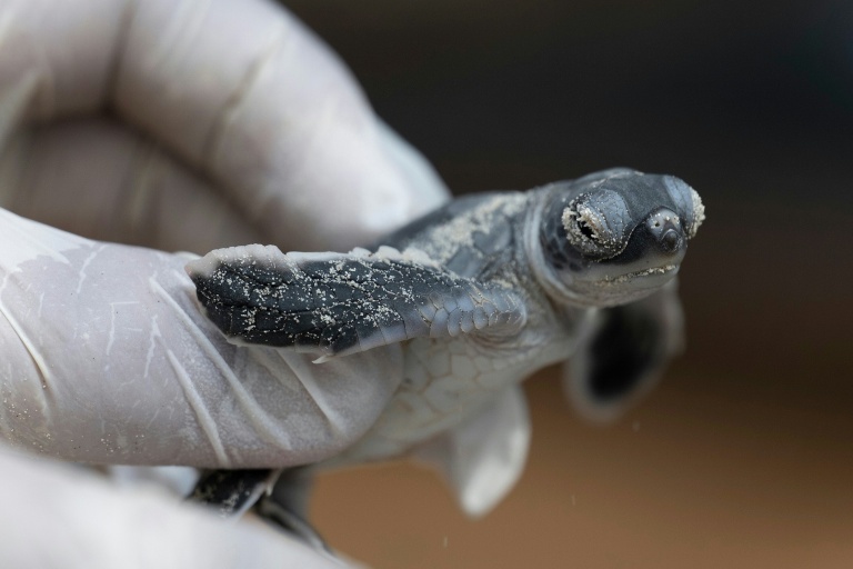 Un bébé tortue verte sur l'île de Mataking, en Malaisie, le 24 septembre 2026