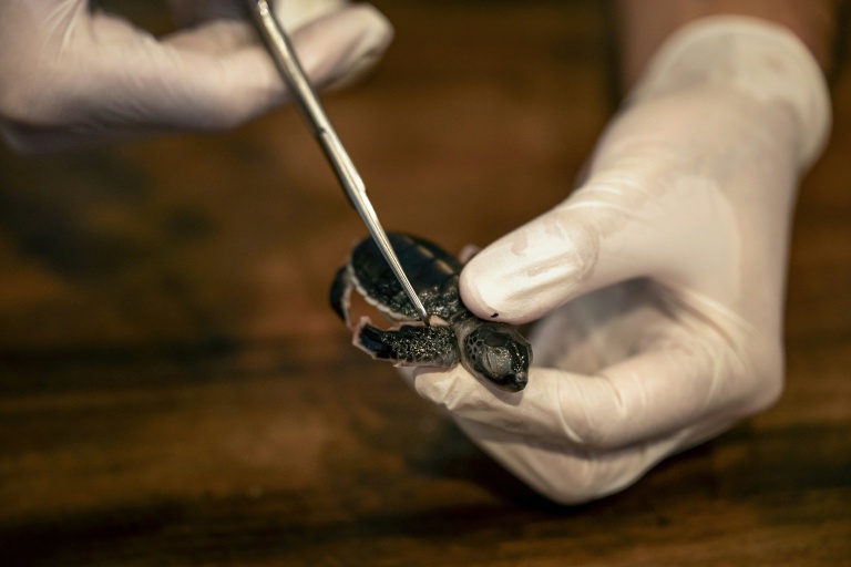 Un prélèvement sur un bébé tortue en vue d'une analyse ADN, sur l'île de Mataking, en Malaisie, le 25 septembre 2026
