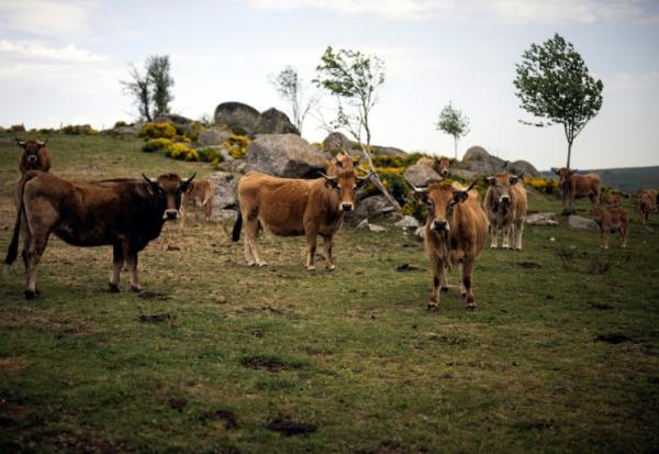 Des vaches Aubrac dans un champ à Aubrac, en Aveyron, le 19 mai 2022