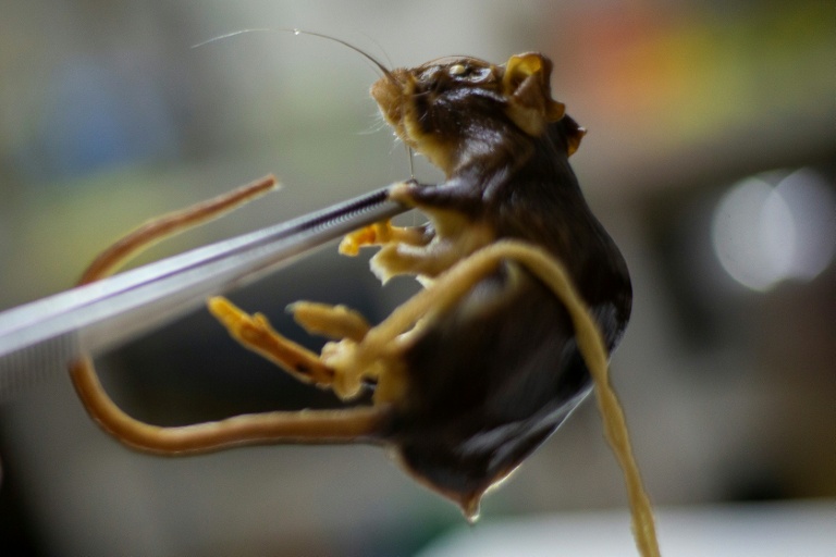 Le biologiste Raul Gonzalez Ittig tient un spécimen conservé d'un rongeur Graomys chacoensis à l'intérieur du Laboratoire de génétique de l'Université de Cordoba, en Argentine, le 13 mai 2026
