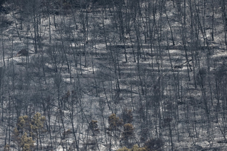 Des arbres calcinés par un incendie de forêt à Taradeau, le 20 juillet 2026 dans le Var