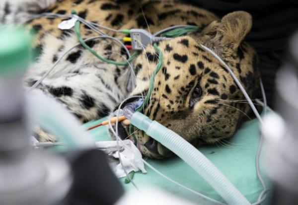 Baruto, une panthère de l'Amour mâle âgé de 14 ans, est anesthésié pour un prélèvement de sperme au zoo de Mulhouse, le 9 octobre 2025 dans le Haut-Rhin