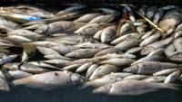 Poissons morts flottant dans une pisciculture de la ville de Zubaydiyah, au sud-est de Bagdad, le 14 avril 2026