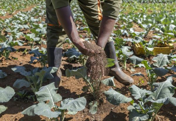 George Muturi applique du lombricompost, un engrais organique, sur sa parcelle de brocoli dans sa ferme du district de Lari, comté de Kiambu, au Kenya, le 12 août 2026.