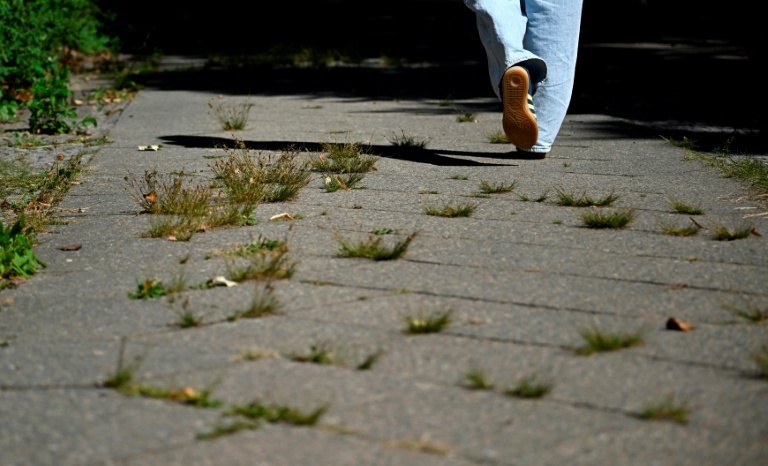 Un piéton marche sur un trottoir envahi par les mauvaises herbes à Berlin le 25 août 2026