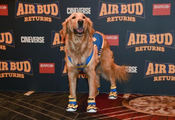 Le chien Roscoe, qui interprète Buddy dans le film "Air Bud Returns", salue les fans lors du CinemaCon à Las Vegas, le 15 avril 2026