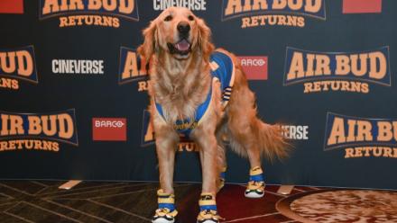 Le chien Roscoe, qui interprète Buddy dans le film "Air Bud Returns", salue les fans lors du CinemaCon à Las Vegas, le 15 avril 2026