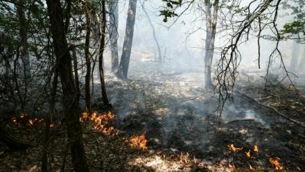 Des flammes se propagent dans les sous-bois lors d'un incendie dans la forêt de Fontainebleau, à Achères-la-Forêt, le 13 juillet 2026 en Seine-et-Marne