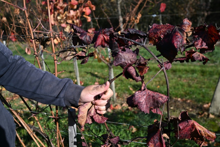 Le viticulteur hongrois Viktor Keszler montre sa vigne touchée par 
l'épidémie de flavescence dorée qui menace la quasi-totalité des vignobles du pays, le 6 novembre 2025 à Zalaszentgrot, à environ 200 km à l'ouest de Budapest