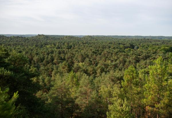 Vue aérienne de la forêt de Fontainebleau rpès de Noisy-sur-Ecole, le 6 août 2025 en Seine-et-Marne